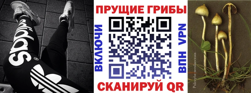 Купить закладки  Звенигово  Псилоцибиновые грибы Psilocybe 